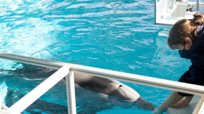 Dolphin breathing with a caretaker by her side.