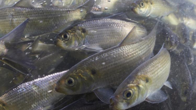 Several herring fish swimming underwater