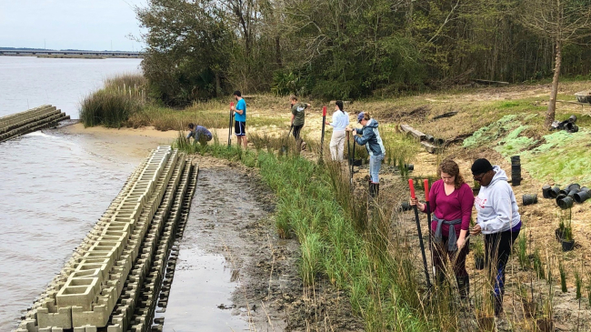 A group of people planting marsh grass behind a structure parallel to the shoreline.