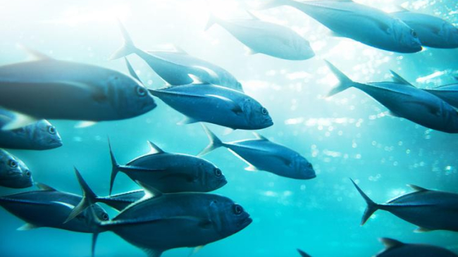 A school of Pacific skipjack tuna in bright blue water with sunlight streaming through.