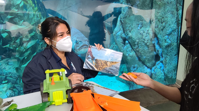 A person stands in front of a table with a plastic toy and scuba fins while conversing with a guest.