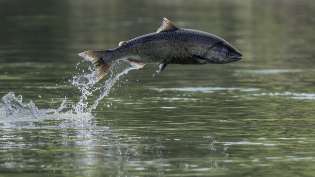 Photo of an endangered Chinook Salmon jumps in the California Sacramento River.