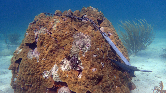 Photo showing an anchors dropped onto corals at Molasses Reef in Florida Keys National Marine Sanctuary