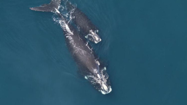 Aerial view of right whales swimming