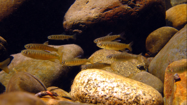 Juvenile coho swim in a rocky river. 