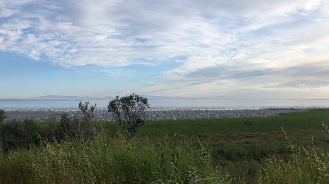 	A landscape with lush marsh vegetation, mudflats, and calm water. Low hills are visible behind a light fog in the distance