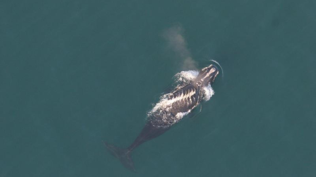 Right whale #3853 swimming north offshore of South Carolina on Jan. 20, 2011 with a series of fresh propeller wounds running across its back.