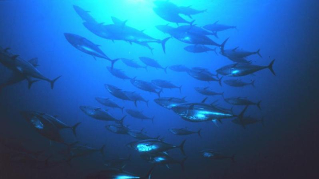 Bluefin tuna.