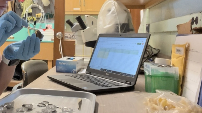 Alison sits at a lab bench, holding a scallop in one gloved hand and examining it with a pair of forceps in the other.  A tray with weighing tins and a laptop with a data sheet open are on the lab bench.