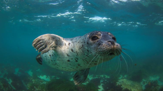 Photo of a Pacific harbor seal swimming along the California coast.