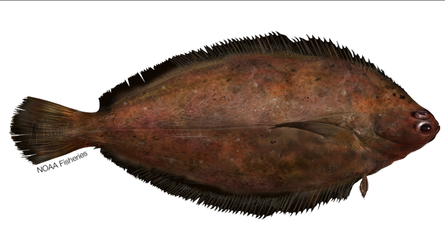 Illustration of rex sole.