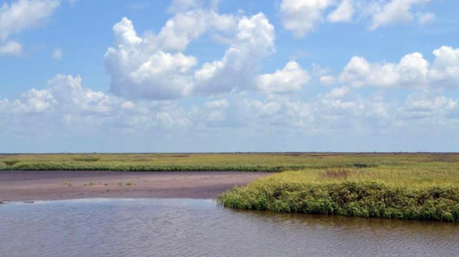 wetlands with water in the foreground, plant life in the midground and horizon and a blue sky with billowing clouds.