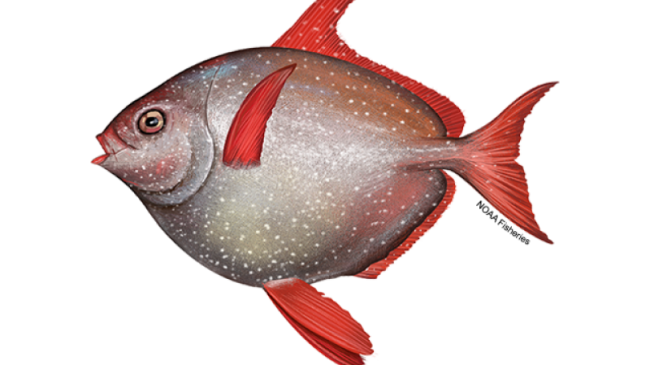 A swimming moonfish. 