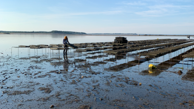 Florida Cedar Key farmed clams.