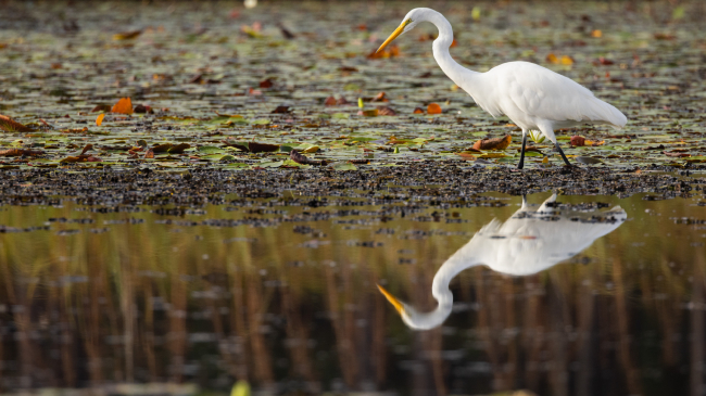 Image showing a great egret hunting for fish in coastal Louisiana.