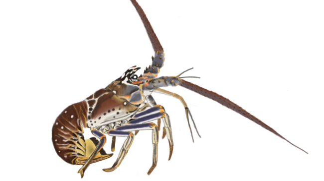 A digital painting that looks similar to a watercolour painting of a spiny lobster with its tail curled under its body and its characteristic long, sturdy antennae spread wide. 