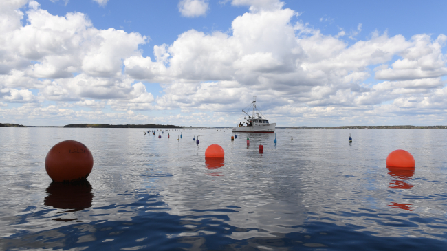 Buoys and a boat on the water at a kelp farm.