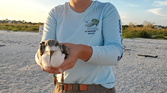 On an undisturbed sandy beach, Kaitlyn smiles, holding out a pigeon-sized bird, with a long beak that is wide at the base and quickly narrows to a point. Both of her hands appear gently, but firmly wrapped around the bird, holding it's wings against its body. Her shirt identifies her as a volunteer with Rookery Bay Research Reserve.