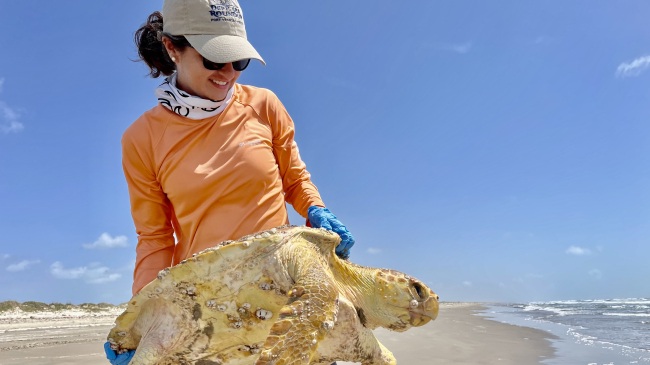Person on the beach carries a large sea turtle