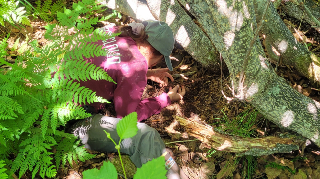 The photo looks down on Ronja, who is bent over looking through thin roots just under the soil in front of a multi-trunked tree. Ferns and other woodland vegetation obscure the view of her.