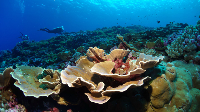 View of coral reef with divers swimming in the background.