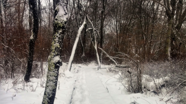 A snowy scene shows a pathway and bare trees.