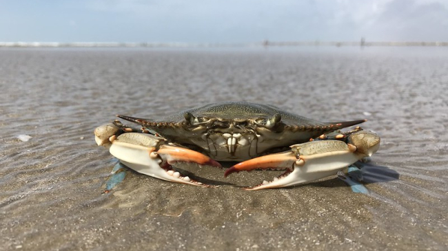 Crab on a watery shoreline