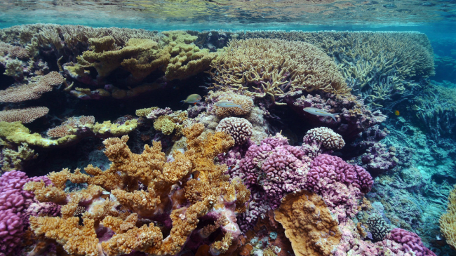 Palmyra Atoll is home to some of the healthiest marine ecosystems in the world and is reported to be among the most predator-dominated and biomass-rich reefs and atolls in the Central Pacific Ocean.