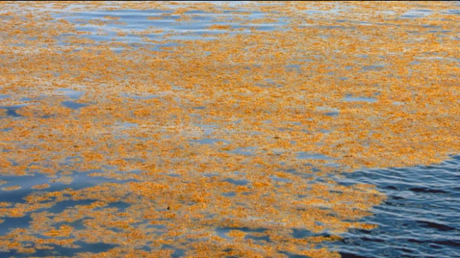 University of Southern Mississippi Gulf Coast Research Laboratory