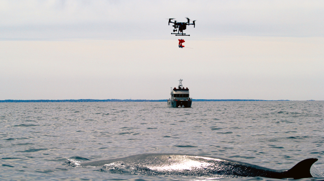 An uncrewed aerial system sails in towards a sei whale to attach an acoustic recording tag that will help monitor impacts of human-caused noise on whale behavior. 