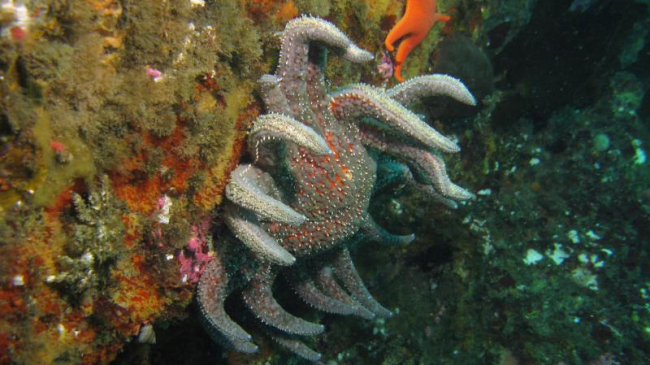 Sunflower sea star.