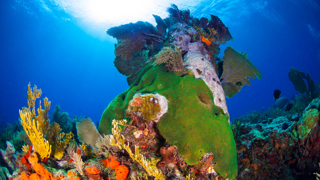 Colorful corals under the water surface.