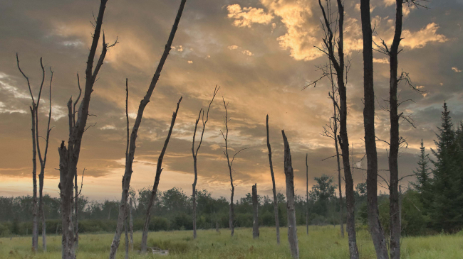 Bare tree trucks sprout out from a wetland with patches of water. More evergreen trees in the distance.