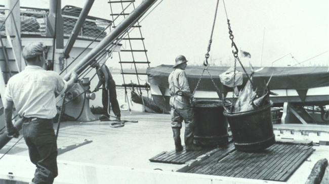 A 500-lb bucket of yellow-fin tuna ready to be offloaded from fishing vessel to a receiving trough for further processing. F&WL; 12,343. San Pedro, California. Undated image.