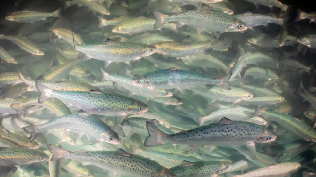 Atlantic salmon.