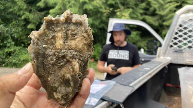 A close up of a hand holding an oyster close to the size of the person's hand. In the background, a person watches Nick take the photo.