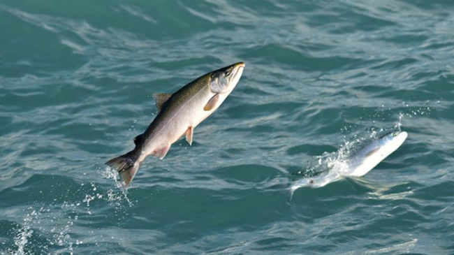 Two coho salmon leap from the water.