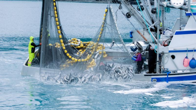 Photo of commercial fishing in Valdez, Alaska.