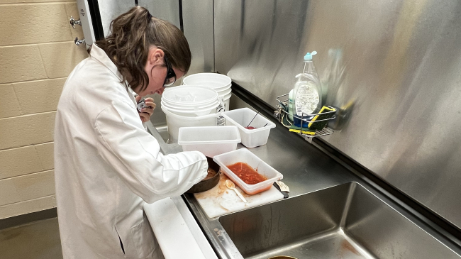 Sarah wears a lab coat and lab goggles, standing at a large lab hood. She is looking through a sample in a metal sieve. The sample she sorts is a red liquid with remnants of digested food parts. Another tray nearby contains pieces of digested food sorted out of the liquid.