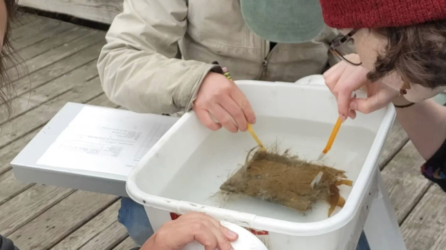 Two people focus on a square plate covered in biological growth that is in a small plastic tub full of water. They appear to be using pencils to point to something on the plate.