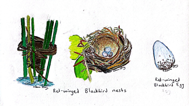 Drawings of the birds nests and eggs of gray catbirds and red-winged blackbirds. The gray catbird nests are cup-like and look to be made with with twiggy materials, leaves, and pieces of plastic or paper trash. Their egg is bright blue. There are two types of red-winged blackbird nests: One is weaved around a bundle of reeds. The other is a cup-like nest made of twiggy material. The egg is off-white with irregular dark squiggly lines marking the lower third of the egg. 