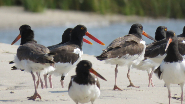 Photo of a flock of oystercatchers on Skidmore Island, part of Eastern Shore of Virginia National Wildlife Refuge. Credit: Pamela Denmon, USFWS.