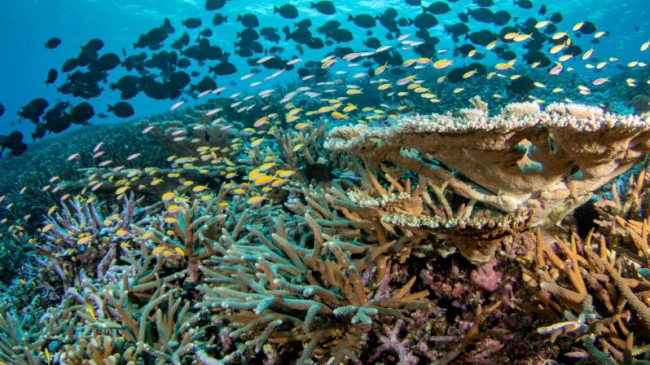 Fish community on a reef offshore of Baker Island, a remote equatorial island.
