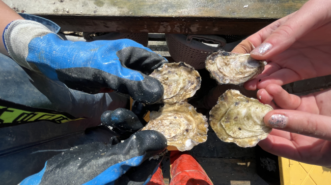 A top-down view of two pairs of hands. Each hand holds an oyster.
