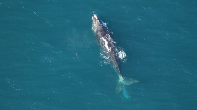 Photo of an entangled adult North Atlantic right whale “Argo” off of Surf City, North Carolina. The light blue rectangle behind the flukes is the trailing entangling gear. Clearwater Marine Aquarium Research Institute, taken under NOAA permit #24359