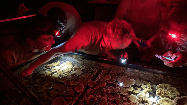 University of Hawaii’s Coral Research Lab staff watching the experimental corals in lab tanks spawning under red lights.