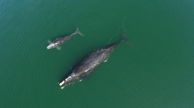 Photo showing North Atlantic right whale #3720 and calf were first spotted off Wassaw Island, Georgia, on January 19, 2021. NOAA Fisheries will partner with NASA and the private sector to develop satellite tags that improve whale detection and reduce the risk of vessel strikes. Credit: Clearwater Marine Aquarium Research Institute, taken under NOAA permit #20556-01.