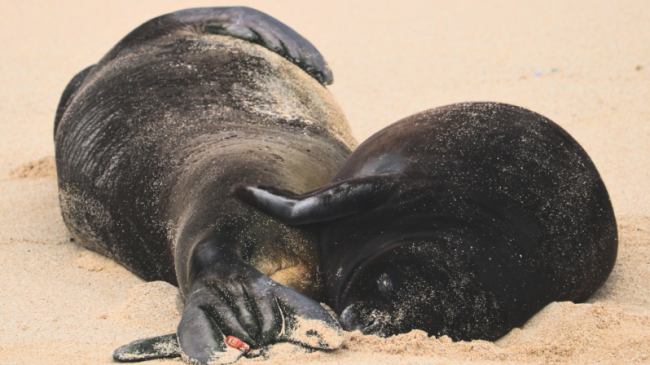 Hawaiian monk seal RK80 (Keolakai) gave birth to her first pup, Makana, in February 2024 on Oʻahu. Credit Hawaiʻi Marine Animal Response (NOAA Fisheries Permit #24359).