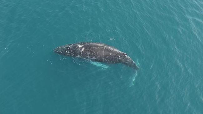 An entangled humpback whale in Iliuliuk Bay near the Port of Dutch Harbor, Alaska.