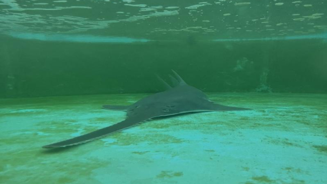 Sawfish rescue Florida Keys.